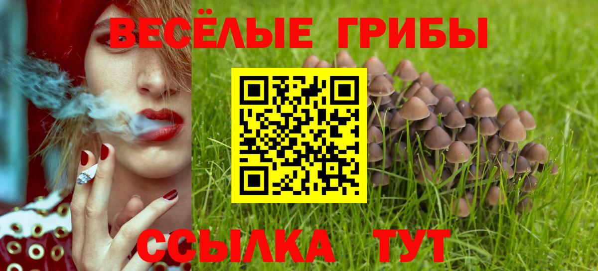 Галлюциногенные грибы Psilocybe Хасавюрт